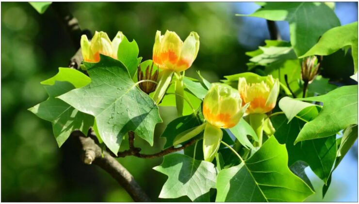 The tulip tree is one of the symbols of the state of Indiana
